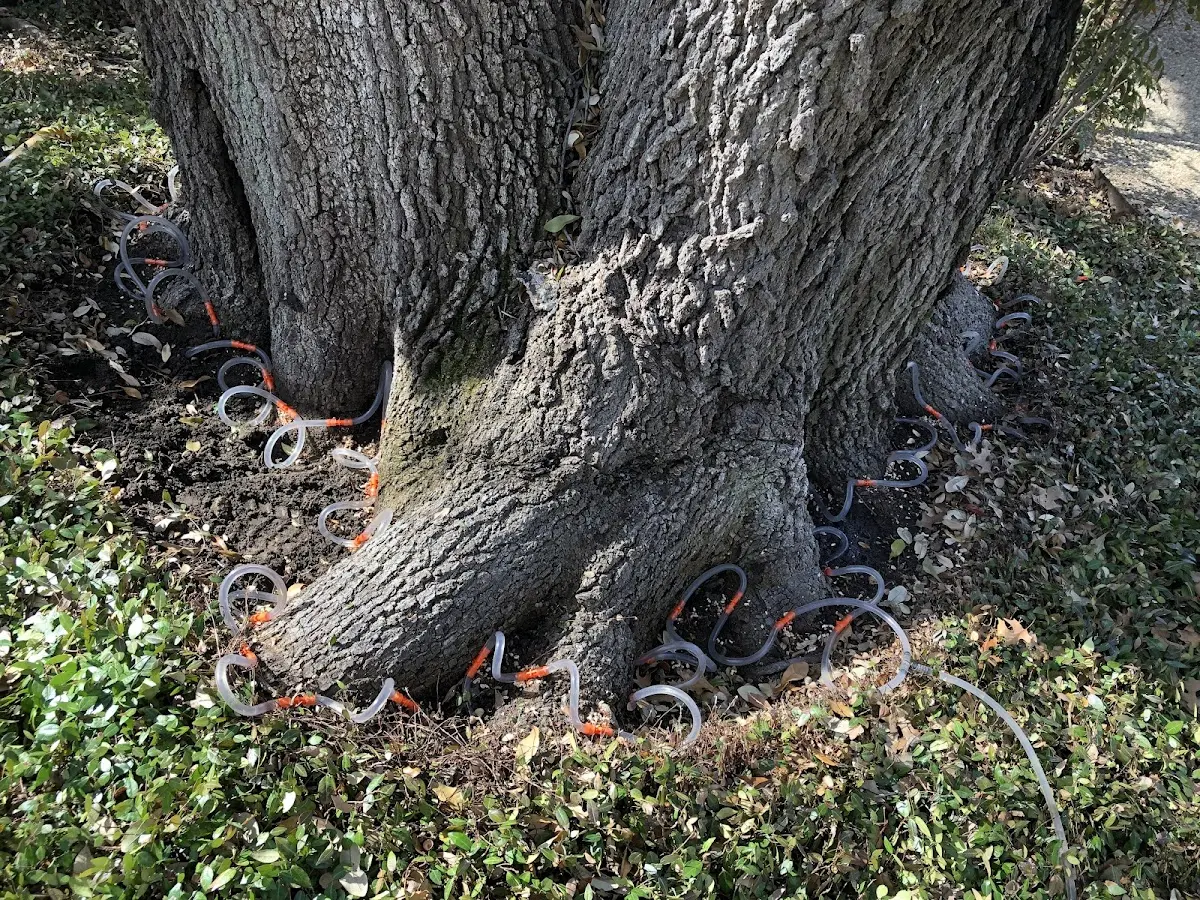Detailed Tree Cabling and Bracing job site in Storrs Mansfield