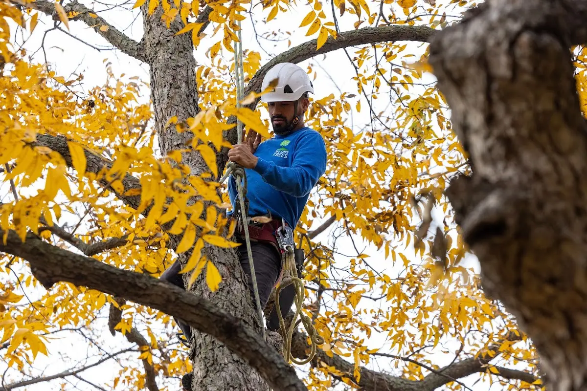 Skilled Tree Pruning crew working in Storrs Mansfield